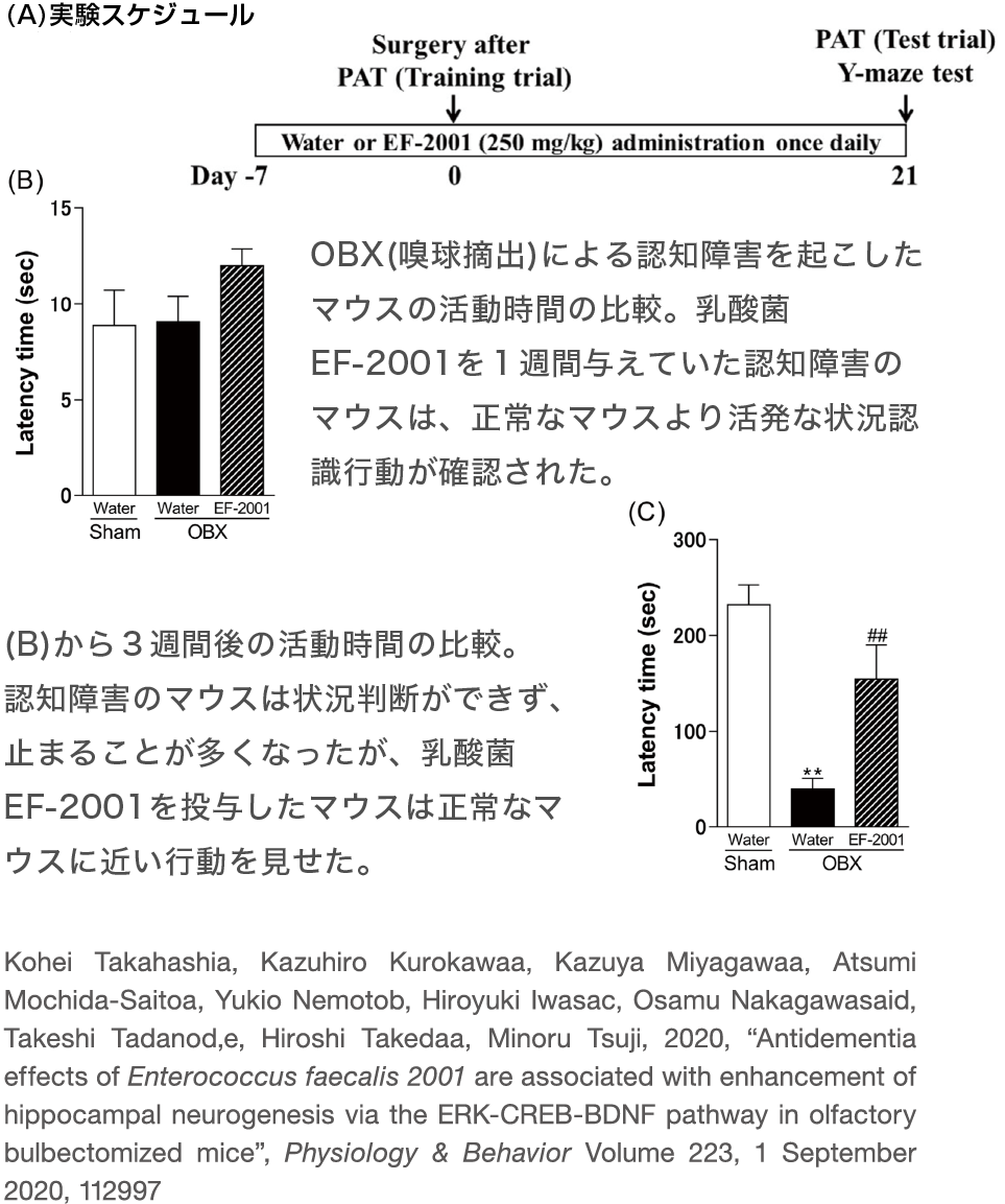 《（A）実験スケジュール》OBX(嗅球摘出)による認知障害を起こしたマウスの活動時間の比較。乳酸菌EF-2001を1週間与えていた認知障害のマウスは、正常なマウスより活発な状況認識行動が確認された。(B)から3週間後の活動時間の比較。認知障害のマウスは状況判断ができず、止まることが多くなったが、乳酸菌EF-2001を投与したマウスは正常なマウスに近い行動を見せた。